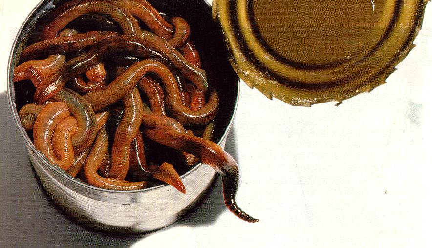 Intestinal Worms In Humans. worms in humans. Intestinal Worms In Humans.